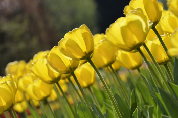 Картинка цветы тюльпаны макро желтый