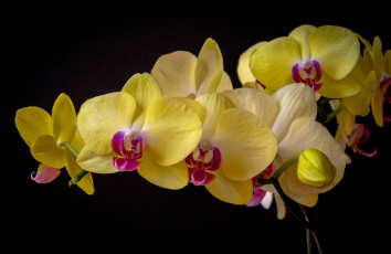 обоя цветы, орхидеи, фаленопсис, орхидея, тёмный, фон
