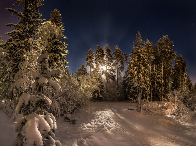 Обои картинки фото природа, дороги, зима, лес, снег, деревья, ночь, луна, сосны