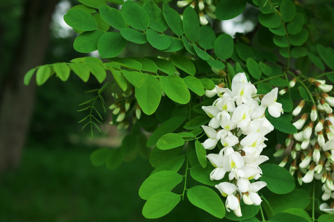 Обои картинки фото цветы, акация, белая, дерево