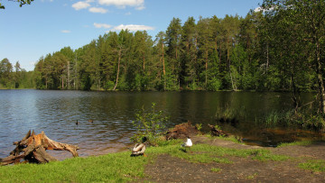 Картинка озеро+щучье природа реки озера озеро лес птицы утки чайка лето карелия сосны