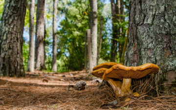 Картинка природа грибы грибная семейка