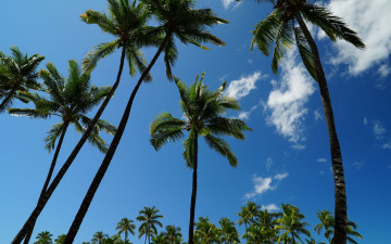 Картинка природа деревья тропики пальмы