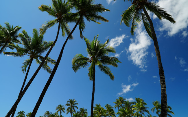 Обои картинки фото природа, деревья, тропики, пальмы