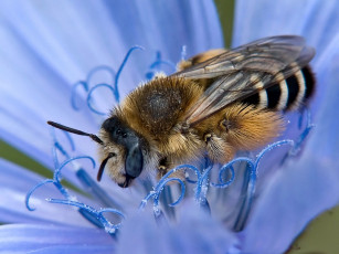 Картинка moskaev *** животные пчелы осы шмели