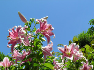 Картинка цветы лилии лилейники ветка