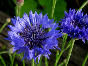 Картинка цветы васильки синие