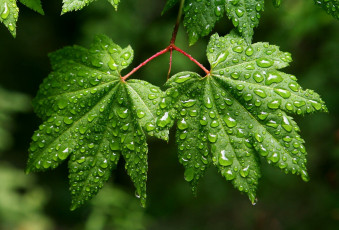 Картинка природа листья капли воды зеленый