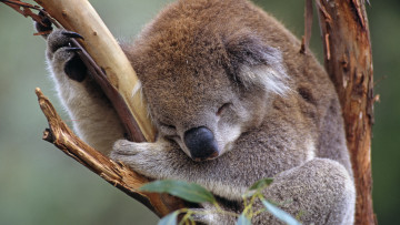Картинка животные коалы ветка сон