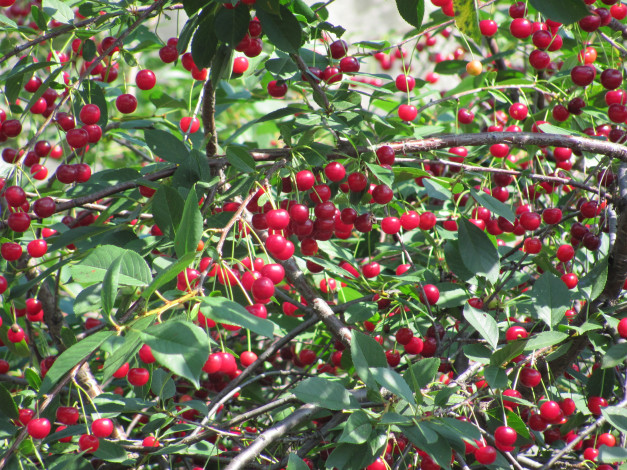 Обои картинки фото природа, Ягоды, красные, ягоды, много, вишня