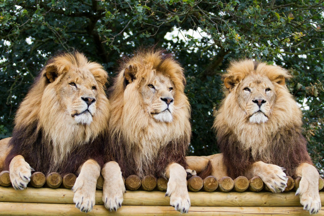 Обои картинки фото животные, львы, сила, гривы, хищники