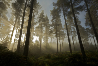 Картинка природа лес деревья солнце свет