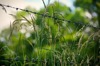 Картинка природа макро зеленый колючки проволока трава