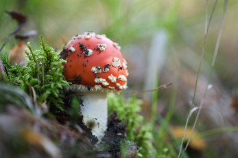 Картинка природа грибы +мухомор мухомор гриб травка