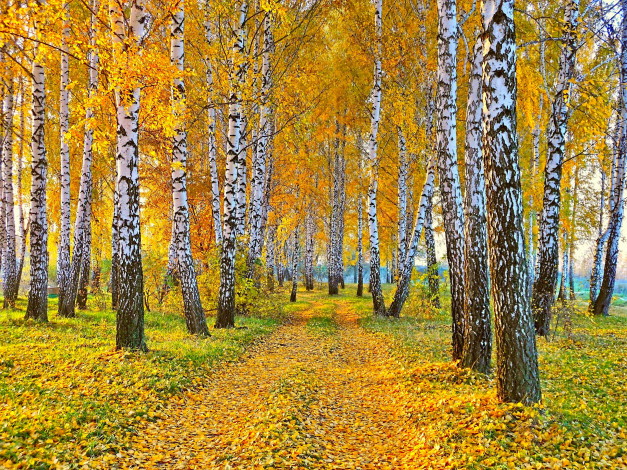Обои картинки фото природа, дороги, осень, дорога, желтые, листья, березы
