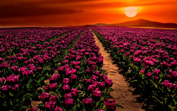 Картинка цветы тюльпаны закат cumra поле konya turkey Чумра конья турция