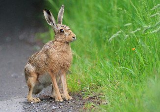 Картинка животные кролики +зайцы русак