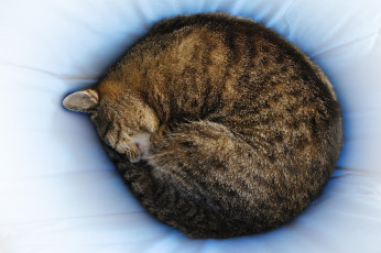 Картинка животные коты клубком спит полсатая кошка