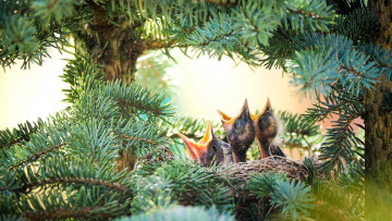 Картинка животные гнезда+птиц гнездо птенцы