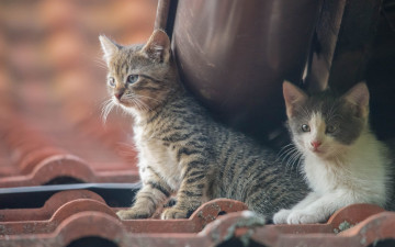 Картинка животные коты крыша котята