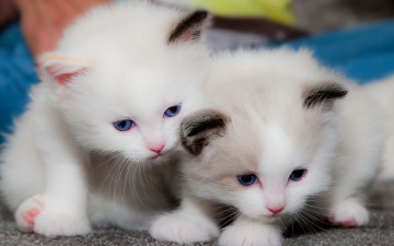 Картинка животные коты парочка малыши котята