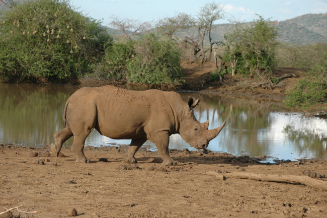 Обои картинки фото животные, носороги, носорог