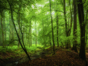 Картинка природа лес ручей