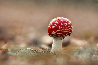 Картинка природа грибы +мухомор лес гриб мухомор
