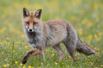 Картинка животные лисы дикая опасна окрас рыжая лиса