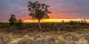 Картинка природа восходы закаты трава туча деревья