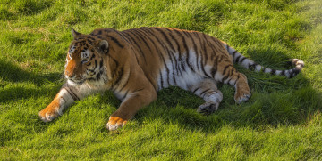 Картинка животные тигры отдых трава