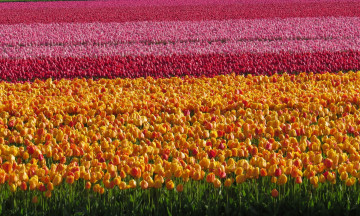 Картинка цветы тюльпаны разноцветные