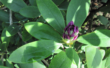 Картинка цветы бутон фиолетовый сад листья