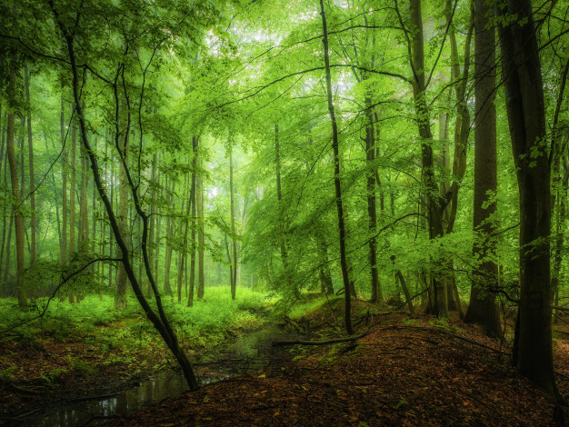 Обои картинки фото природа, лес, ручей
