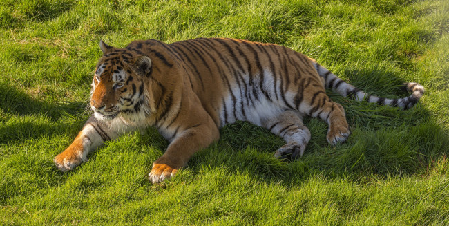 Обои картинки фото животные, тигры, отдых, трава