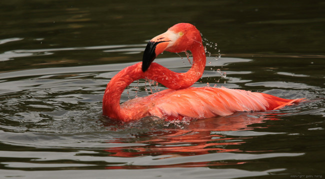 Обои картинки фото животные, фламинго, птица, окрас, перья