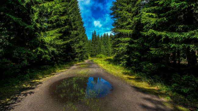 Обои картинки фото природа, дороги, пейзаж, деревья, дорога, лес