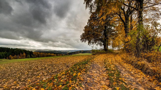 Обои картинки фото природа, дороги, пейзаж, деревья, лес, дорога, осень