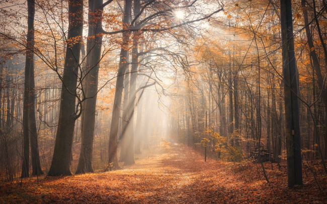 Обои картинки фото природа, лес, листва, деревья, осень