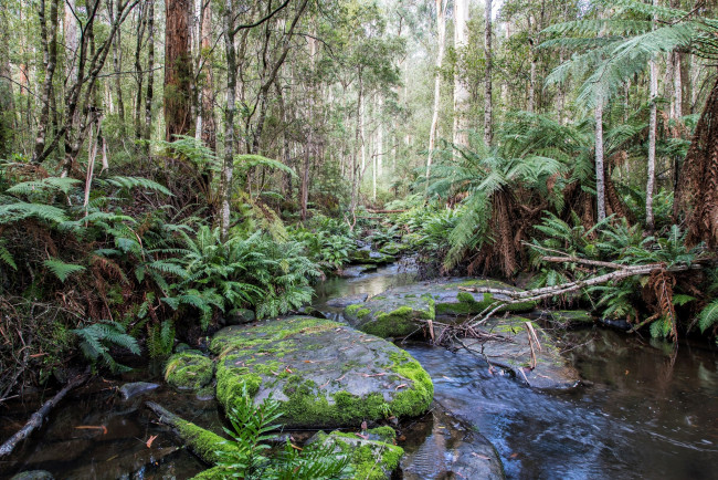 Обои картинки фото австралия, природа, реки, озера, деревья, водоем, камни