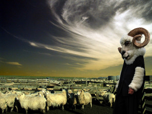 Картинка sedition of the ovis aries животные овцы бараны