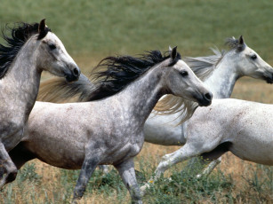 Картинка arabian stallions животные лошади