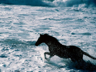 обоя beach, runner, california, coast, животные, лошади