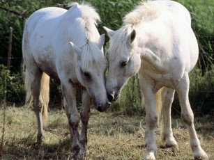 Картинка being nosey животные лошади