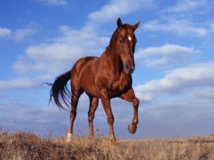 Картинка horse животные лошади