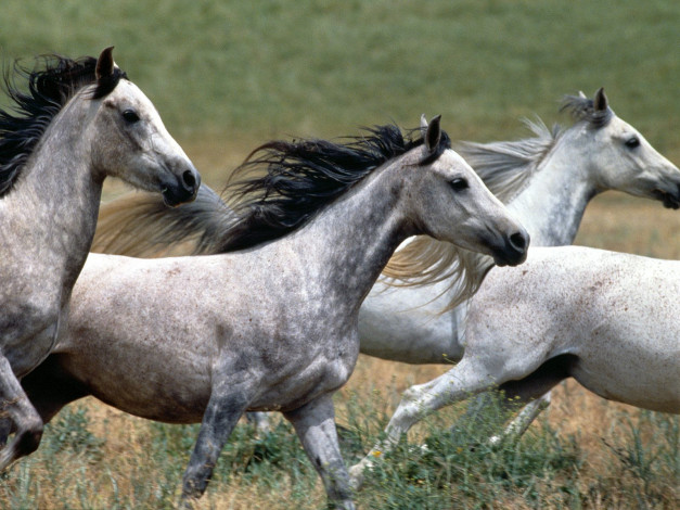 Обои картинки фото arabian, stallions, животные, лошади