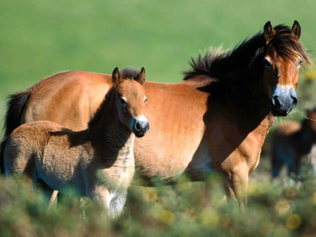 Обои картинки фото exmoor, pony, and, foa, животные, лошади