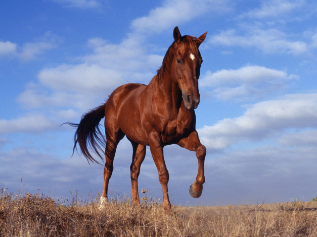 Обои картинки фото horse, животные, лошади