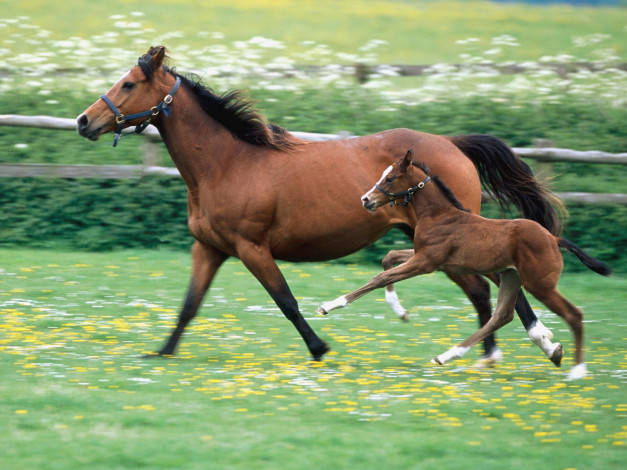 Обои картинки фото horseplay, животные, лошади