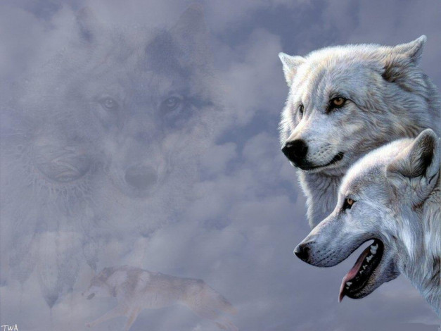 Обои картинки фото животные, волки, белые, полярные, пара
